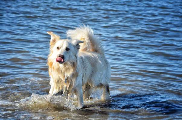 Hundeschwimmen-Beitrag-Bild