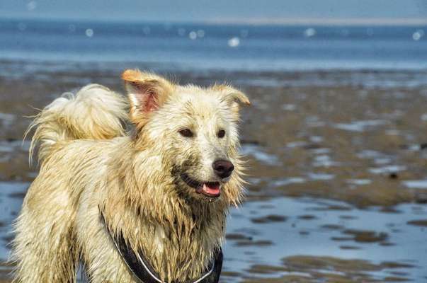 Hunde im Urlaub-Beitrag-Bild