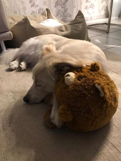 Der Lieblingsplüschi eures Vierbeiners-Beitrag-Bild