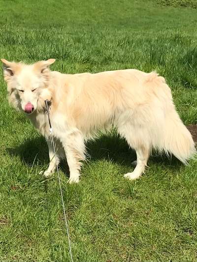 Dogorama Photo Challenge - lustigste Grimasse-Beitrag-Bild