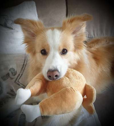 Dogorama Photo Challenge - Lieblingsspielzeug!-Beitrag-Bild