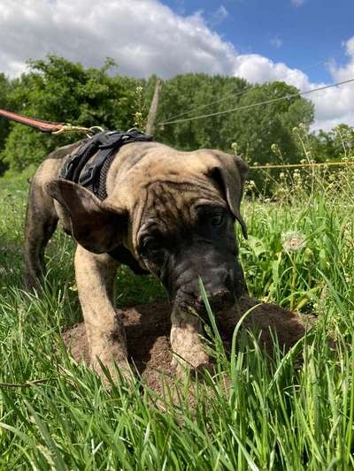 Hundetreffen-Welpenrreffen in Großbeeren oder Umgebung-Bild
