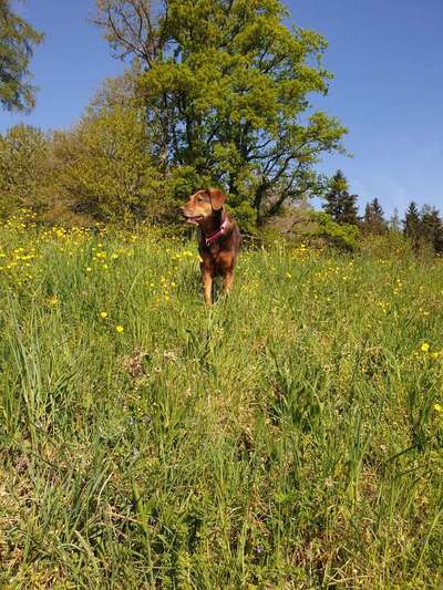 Hund baut keine Bindung auf zum Frauchen-Beitrag-Bild