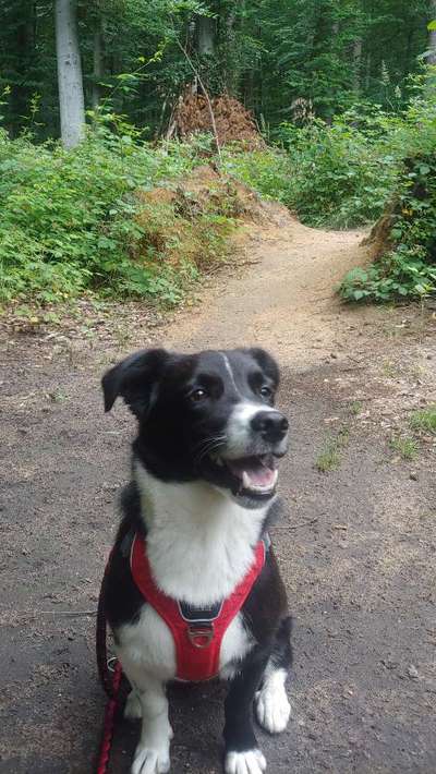 Hundetreffen-Suchen Hundefreunde zum Spielen und zur Sozialisierung (Mittelgroße Hunde)-Bild