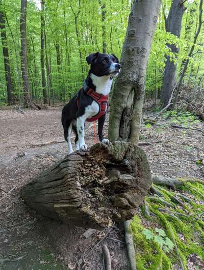 Hundetreffen-Suchen Spielpartner-Bild