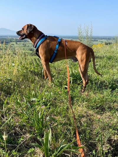 Rhodesian Ridgeback-Beitrag-Bild