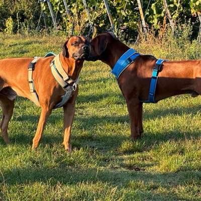 Hundetreffen-Souveräne Hunde zu gemeinsamen Spaziergängen-Bild