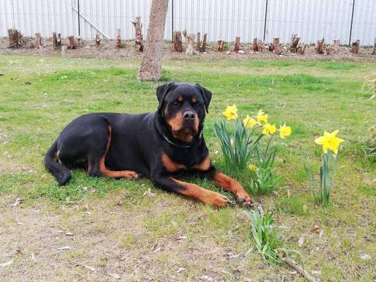 Rottweiler/-Mischlinge-Beitrag-Bild