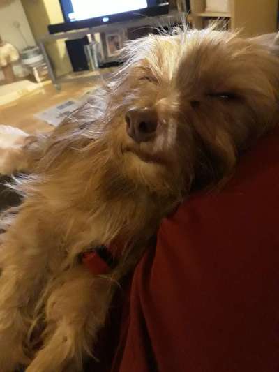 Hund aus dem Spanischen Tierschutz-Beitrag-Bild