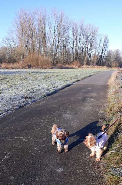 Mehrere Hunde zuhause !-Beitrag-Bild