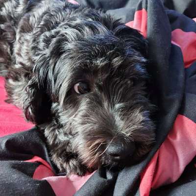 Hundetreffen-Playdate with blacky-Bild