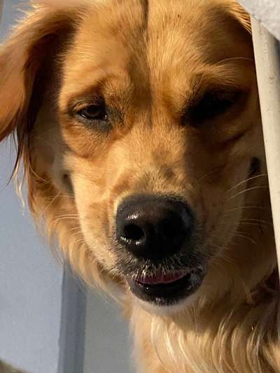 Die Dogorama Kalender Challenge Titelbild-Beitrag-Bild