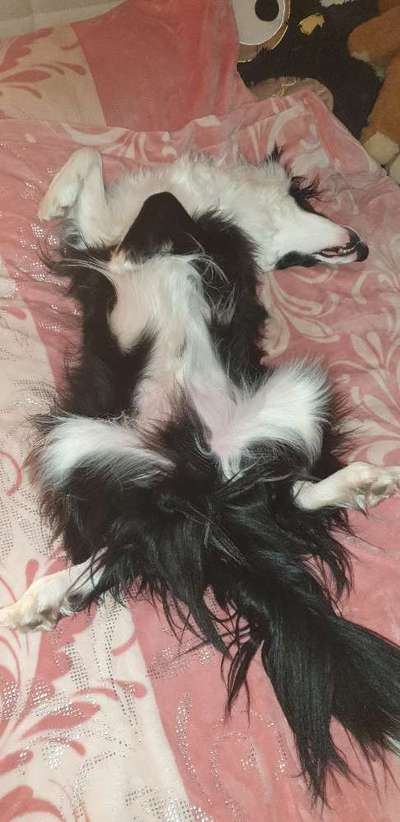 Zeigt mir die lustigsten Schlafpositionen eurer Fellnasen-Beitrag-Bild