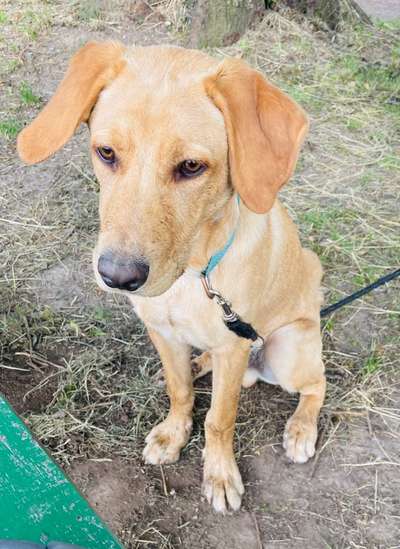 Wie wichtig ist euch das Aussehen eures Hundes?-Beitrag-Bild