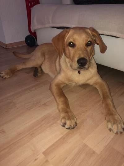 Wo sind meine Labrador Freunde-Beitrag-Bild