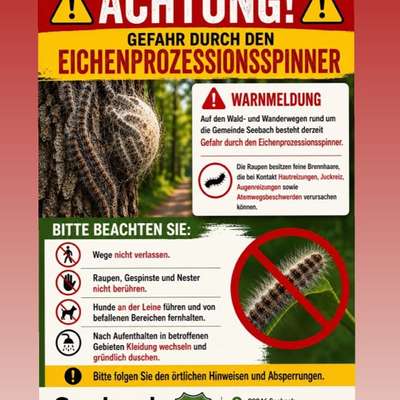 Giftköder-Eichenprozessspinner-Bild