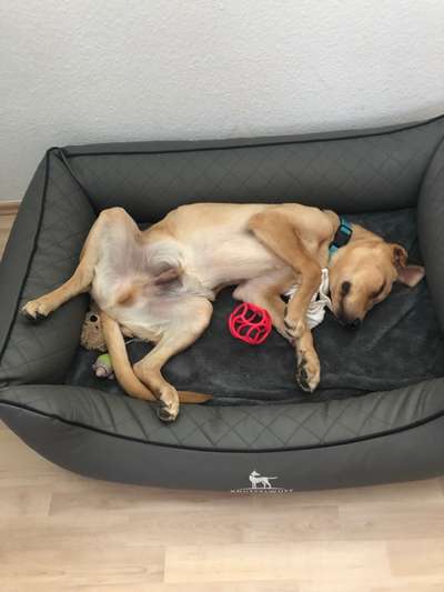 Hundebett gesucht-Beitrag-Bild