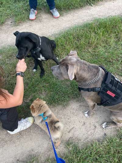 Hundetreffen-Social Walk mit verschiedenen Hunden gerne auch Welpen💙-Bild