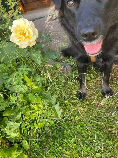 Die Dogorama Kalender Challenge Teil 3/4-Beitrag-Bild