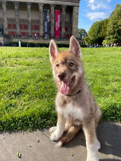 Die Dogorama Wochen Challenge-Beitrag-Bild