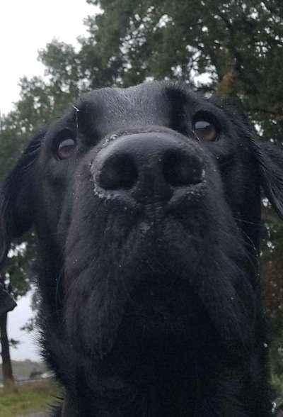 Zeigt mir die tollste Nahaufnahme von eurer Fellnase-Beitrag-Bild