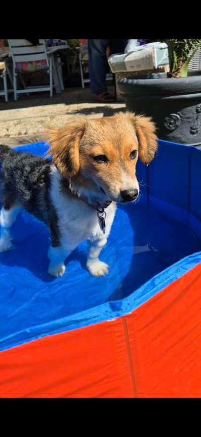 Kooikerhondje-Beitrag-Bild