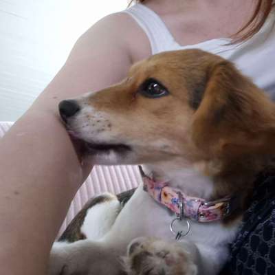 TierschutzhundeStammtisch🐕-Beitrag-Bild