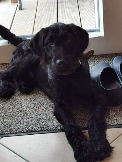 Hundetreffen-Bielefeld Senne Windelsbleiche-Bild