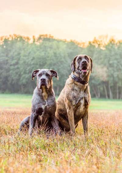 Mischlingshunde Foto Aufruf-Beitrag-Bild