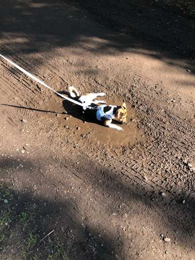 Dogorama-Monats-Challenge-Mai "Wasser"-Beitrag-Bild