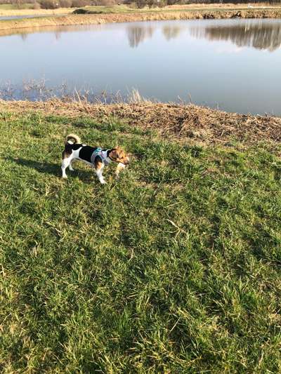 Dogorama-Monats-Challenge-Mai "Wasser"-Beitrag-Bild