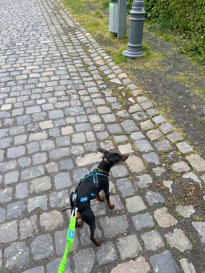 Hundetreffen-Powerwalken & Wandern mit Hund-Bild