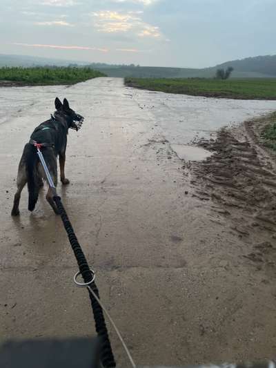 Deutsche Schäferhunde, Belgische Schäferhunde.-Beitrag-Bild