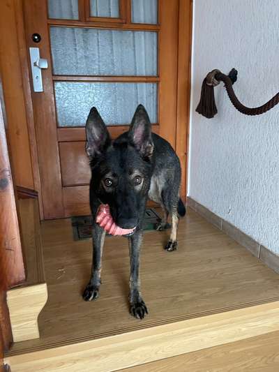 Deutsche Schäferhunde, Belgische Schäferhunde.-Beitrag-Bild