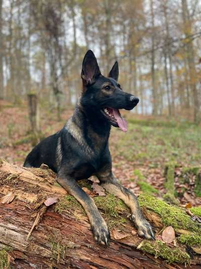 Deutsche Schäferhunde, Belgische Schäferhunde.-Beitrag-Bild