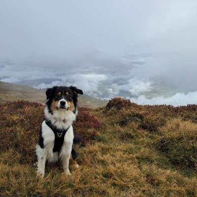 Hundetreffen-Gemeinsamer Spaziergang-Bild