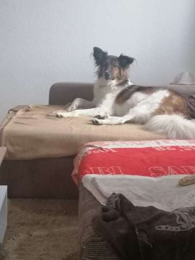 Hunderunde-Beitrag-Bild