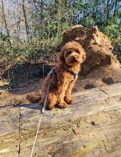 Dogorama Photo Challenge - Der Frühling kommt-Beitrag-Bild