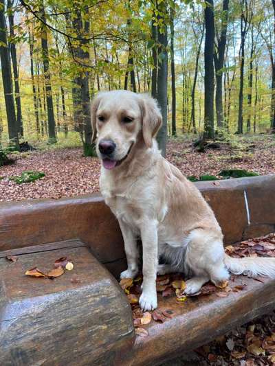 Wo sind die Golden Retriever Liebhaber?-Beitrag-Bild
