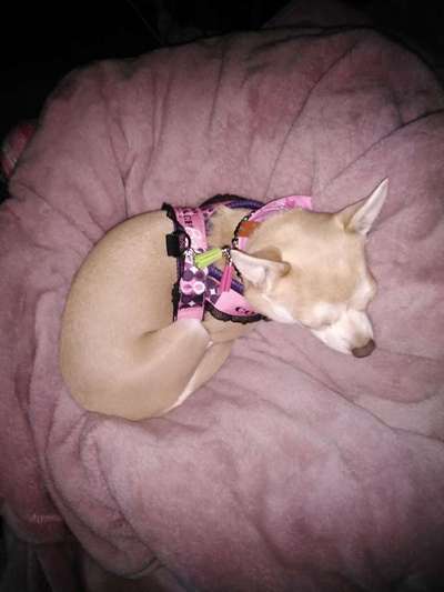 Passendes Brustgeschirr-Beitrag-Bild