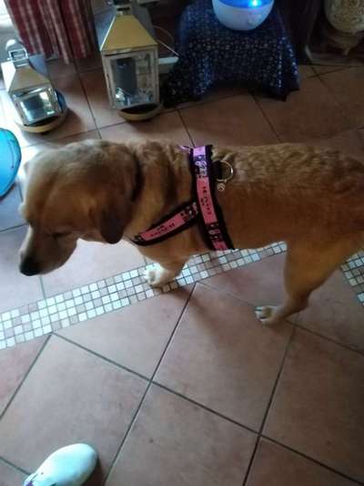 Passendes Brustgeschirr-Beitrag-Bild