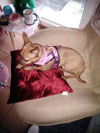 Passendes Brustgeschirr-Beitrag-Bild