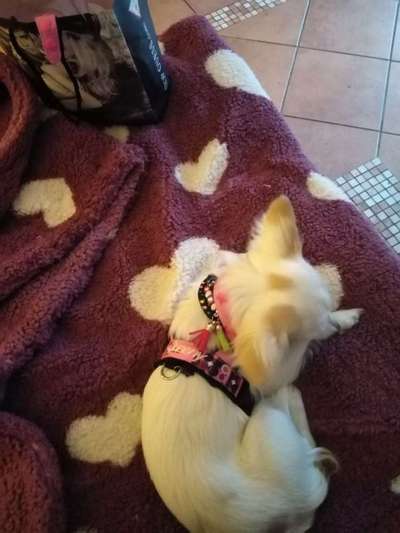 Passendes Brustgeschirr-Beitrag-Bild