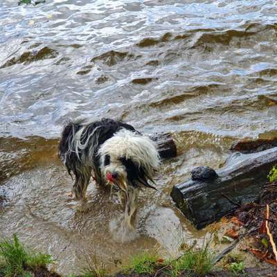 Hundetreffen-Hundespaziergänge Erkner-Bild