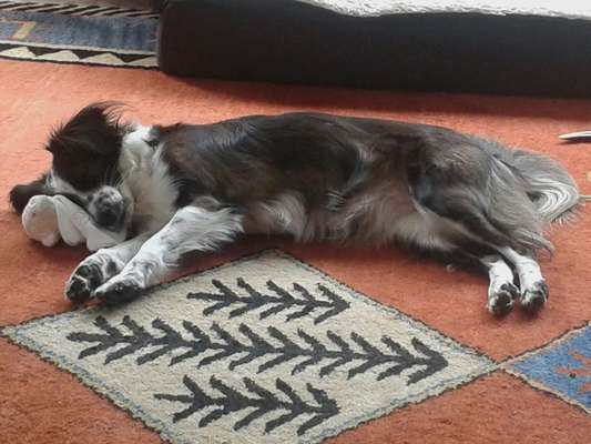 Dogorama Photo Challenge - Lieblingsspielzeug!-Beitrag-Bild