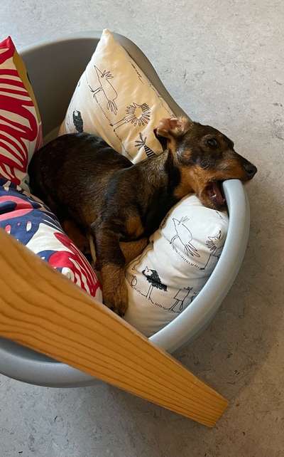 Dogorama Photo Challenge - Spielgesicht-Beitrag-Bild