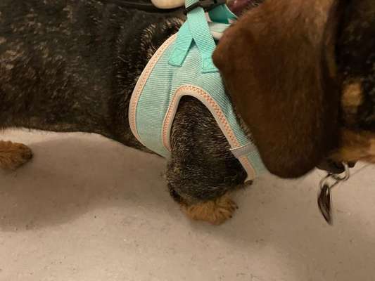 Leinenführigkeit Junghund-Beitrag-Bild