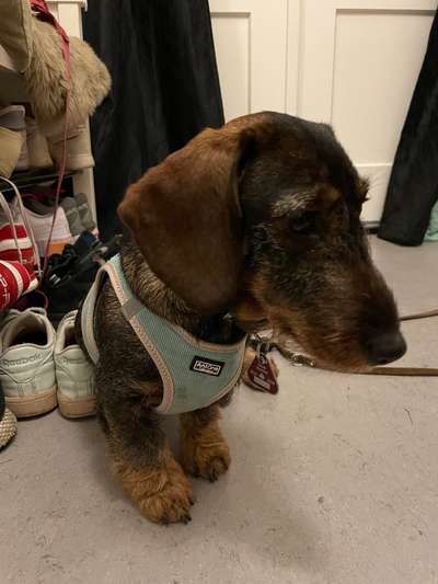 Leinenführigkeit Junghund-Beitrag-Bild