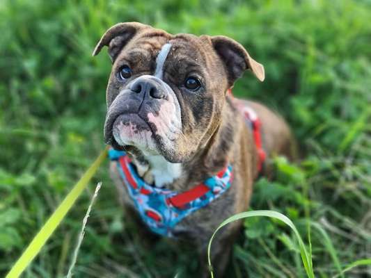 Die besten Hundeblicke 🐾❤️-Beitrag-Bild