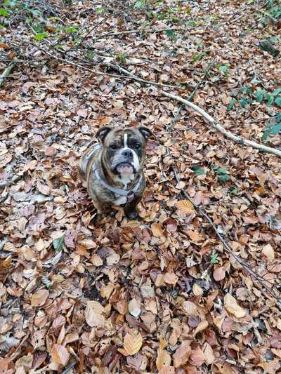 Olde English Bulldogge-Beitrag-Bild